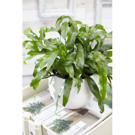FELCE MICROSORUM DIVERSIFOLIA VASO 20CM