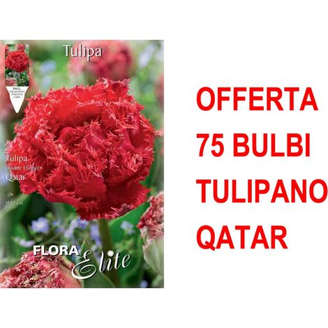 OFFERTA 75 BULBI TULIPANO MULTIFIORI FRINGED DOUBLE QATAR BULBS BULBES