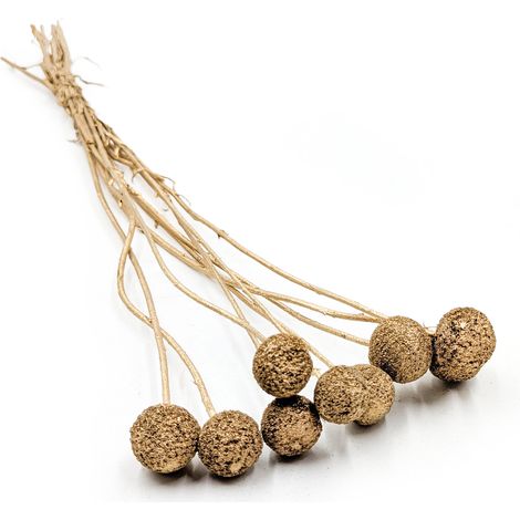 Craspedia seca - (Craspedia) - Oro - 10 piezas.