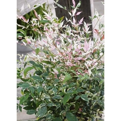 Gardenaria Nandina domestica 'Twilight' - Arbusto ornamentale da giardino - Altezza: 40/60 cm (vaso19)