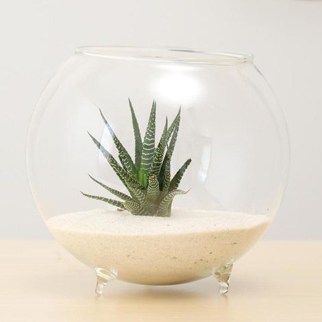 Vase Hydroponique Fleur En Verre Transparent Micro DIY Paysage Terrarium Bouteille S (1/5)