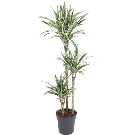 Dragonnier Dracaena White Stripe - Plante d'Intérieur - Vert et Blanc - 150 cm - ø24 cm - PANGIVO (1/4)
