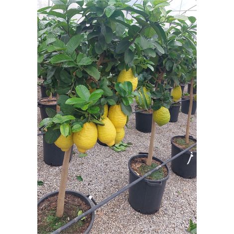Gardenaria Cedro - Citrus medica - Pianta di agrume da frutto in vaso - Altezza: 70/80 cm (vaso 22) (1/5)