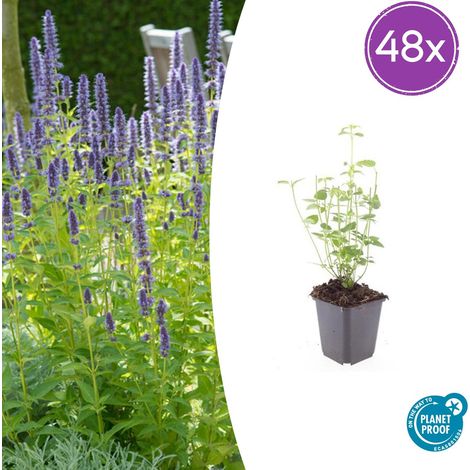 Lot de 48 Agastache 'Black Adder' Plante Vivace Mellifère Fleurs Violettes 10-25cm Pot Ø9cm - PANGIVO (1/5)