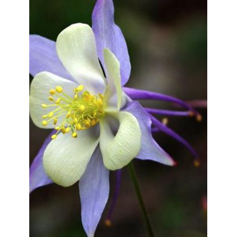 Ancolie bleue à fleurs précoces le sachet de 100 graines (0,15g)
