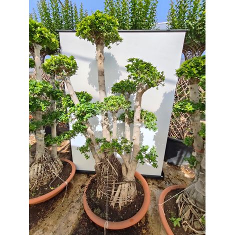 Ficus Ginseng Microcarpa Bonsaï N°18 Demi-tige Persistant d'Intérieur (1/5)