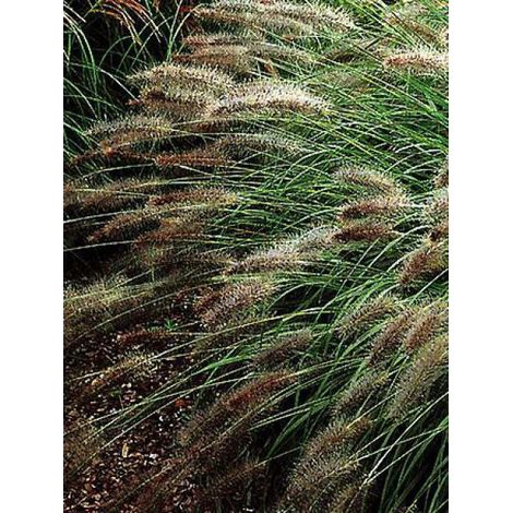 Herbe aux écouvillons 'Hameln' Godet de 8/9 cm (1/4)