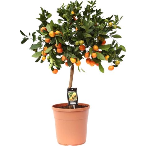 Calamondinier Citrus Calamondin - Oranger d'Appartement - Plante d'Intérieur et Jardin - Ø22cm - 80cm - PANGIVO