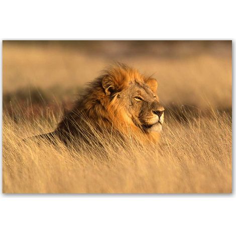 Tableau lion majestueux dans la savane dorée (1/5)