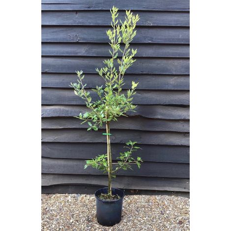 Leccio "Quercus ilex" pianta a cespuglio in vaso Ă¸24 cm h 1 metro circa (1/5)