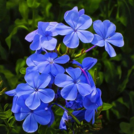 Pépinières Naudet – 3 Phlox 'Blue Boy' – Plante grimpante caduc – Fleurs bleues parfumées de juin à septembre – Hauteur 31-60cm (1/4)