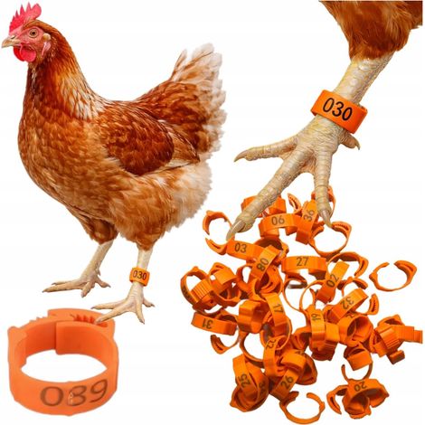 Ringe, Etiketten, Bänder für Geflügel, Hühner, orange mit Nummern (1/5)