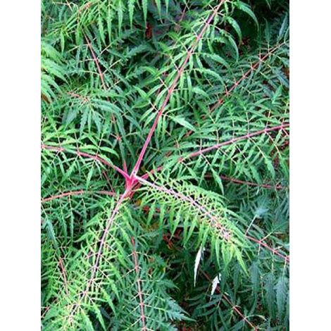 Sumac à bois glabre, Vinaigrier 'Laciniata' Pot de 3L/4L (1/3)