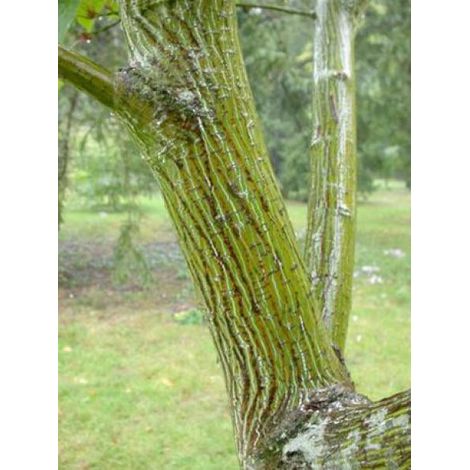 Érable à peau de serpent Pot de 7,5L/10L, Baliveau (1/5)