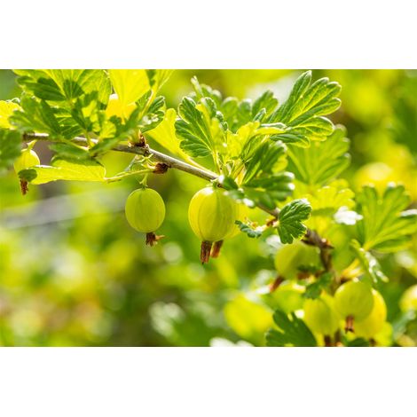 Stachelbeere 'Hinnonmäki' Ribes uva-crispa 'Hinnonmäki Grün' 2L 45- (1/5)