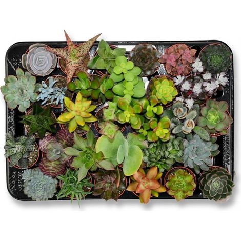 Mélange de 30 Mini Succulentes et Plantes Grasses Ø 5,5 cm Hauteur 5-10 cm Décoration Intérieure - PANGIVO