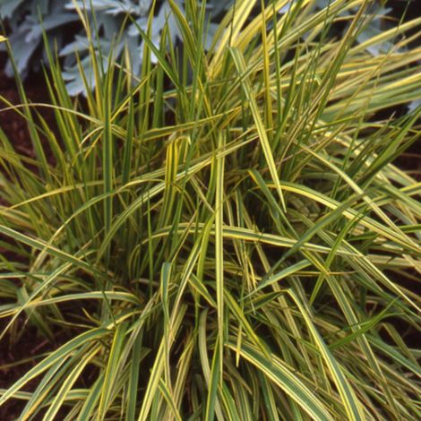 Alopecurus pratensis Aureovariegatus/Godet