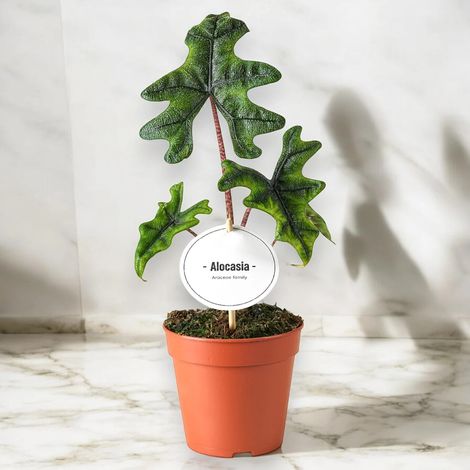 Gardenaria Alocasia 'Jacklin' - Pianta da interno ornamentale - Altezza: 30 cm (vaso 14) (1/5)