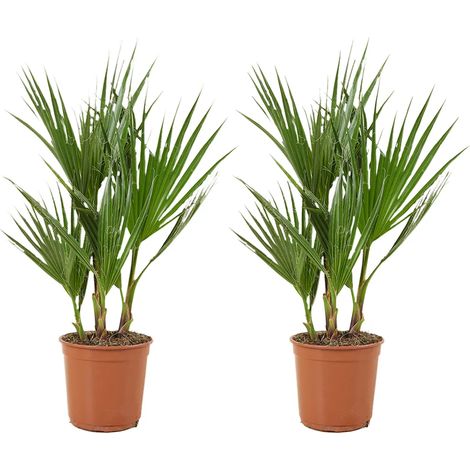 Lot de 2 - Washingtonia robusta - Palmier éventail du Mexique - Palmier - Plante rustique pour balcon - Plante rustique pour jardin - Hauteur 50-70 cm - Pot 14 cm (1/5)