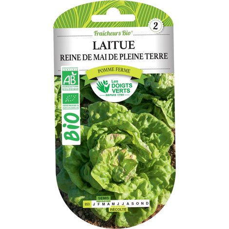 Semillas de lechuga Reina de Mayo BIO Los Dedos Verdes (1/2)