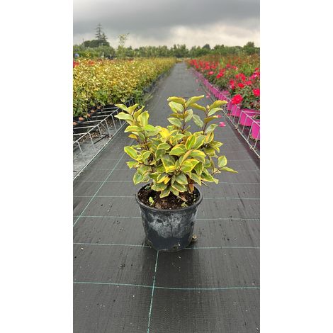 Chalef Elaeagnus Ebbingei Viveleg Pot 18 cm Persistant Panaché (1/4)