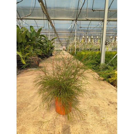Grevillea Johnsonii Pot 24 cm Arbuste Persistant à Fleurs (1/3)