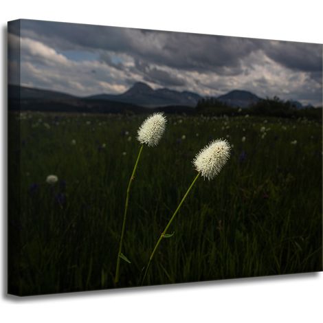 Leinwanddruck Natur Wildblumen 40x30 cm