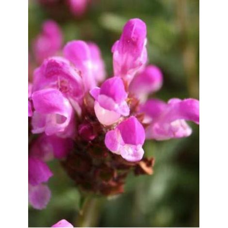 Brunelle, Prunelle 'Altenberg Rosa' Godet de 8/9 cm (1/2)