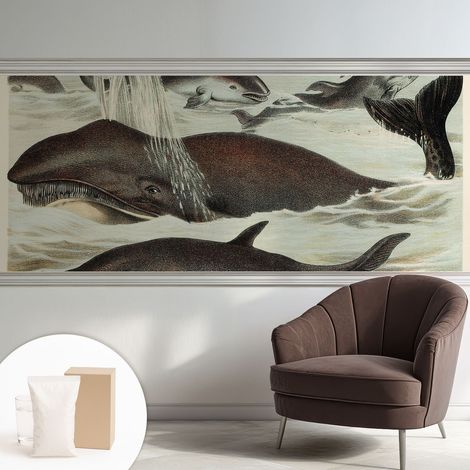 Carta Da Parati In Vlies - Fotomurale - Decorazione Paretie - Per Camera Da Letto - Per Soggiorno - Con Colla Gratuita Creature marine 250x104 cm (1/5)