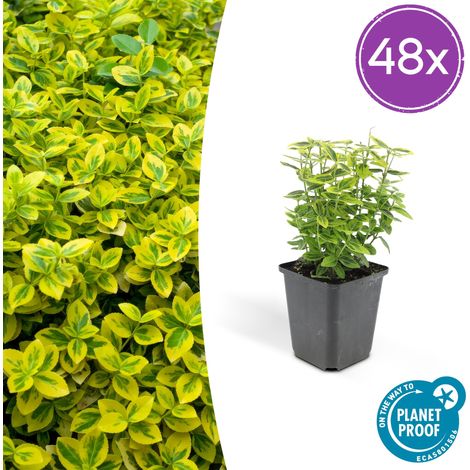 Lot de 48 Fusains Persistants Emerald 'n Gold pour Haie Basse et Massif, 10-25 cm, Pot Ø9 cm - PANGIVO (1/5)