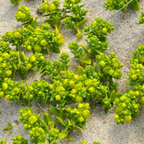 Pépinières Naudet – Arroche halime – Arbuste persistant 1-2m – Feuillage vert cendré argenté – Fleurs gris rougeâtre – Résistant jusqu'à -15°C (1/3)