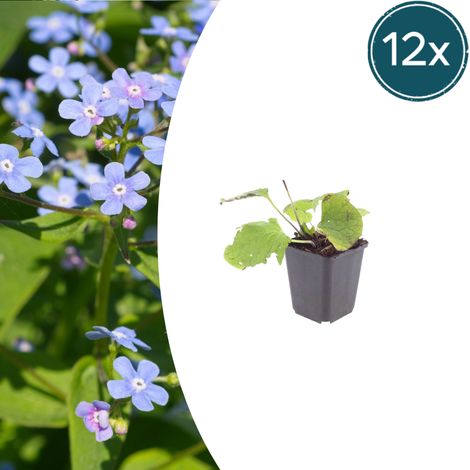 12x Brunnera macrophylla Myosotis du Caucase Plante Vivace d'Ombre Fleurs Bleues 10-25 cm Ø 9 cm - PANGIVO