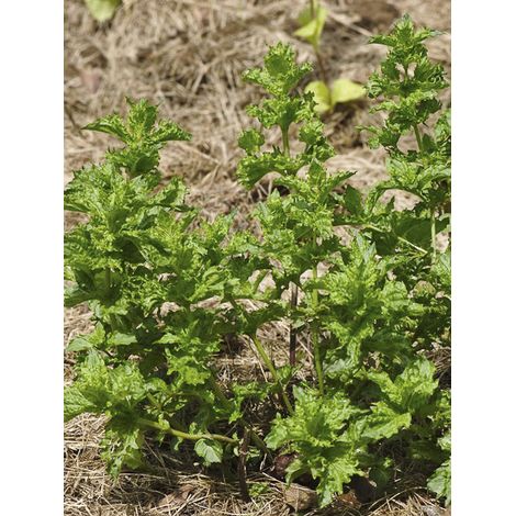 Menthe verte 'Crispata' le sachet de 1800 graines (1/2)