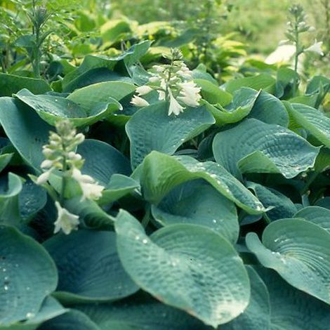 4 x Hosta sieboldiana 'Elegans' - godet 9x9 cm