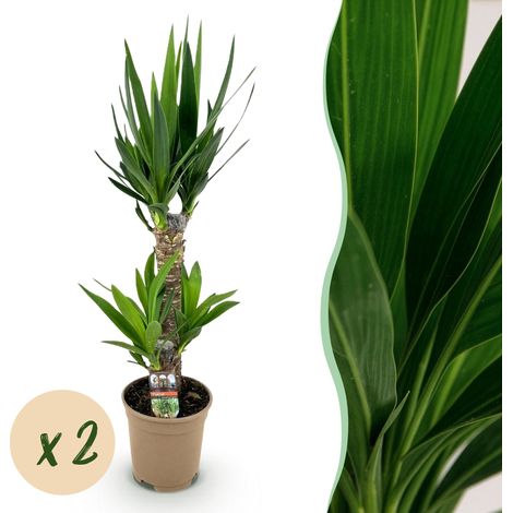 Lot de 2 Yucca elephantipes - Plante d'intérieur verte facile d'entretien - Pot 17 cm - H 75 cm - PANGIVO (1/5)