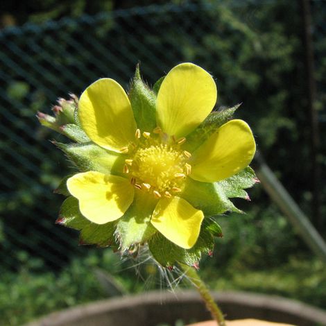 4 x Fraisier des Indes - Duchesnea indica  - godet 9x9 cm