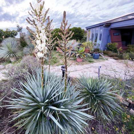 Yucca filamentosa French Flag® 'yuccaam1'/Pot de 4L