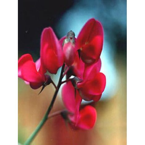 Pois vivace 'Red Pearl' Godet de 8/9 cm (1/3)