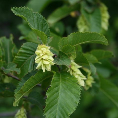 Carpino nero "Ostrya carpinifolia" Carpinella pianta in vaso 22 cm h. 100/150 cm