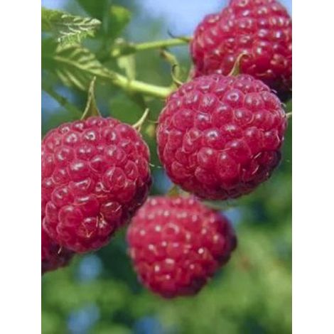 Framboisier remontant 'Sanibelle Lubera' Pot de 1L/1,5L (1/4)