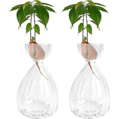 Bardusch-Lot de 2 vases verre rayés pour germer avocat, transparents, déco maison/table/bureau (1/5)