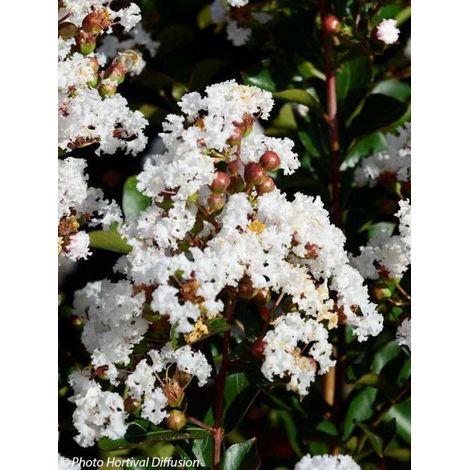 Lilas des Indes 'Neige d été®' Pot de 3L/4L (1/2)
