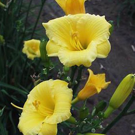 4 x Lis d'un jour - Hemerocallis 'Mini Stella' - godet 9x9 cm (1/4)