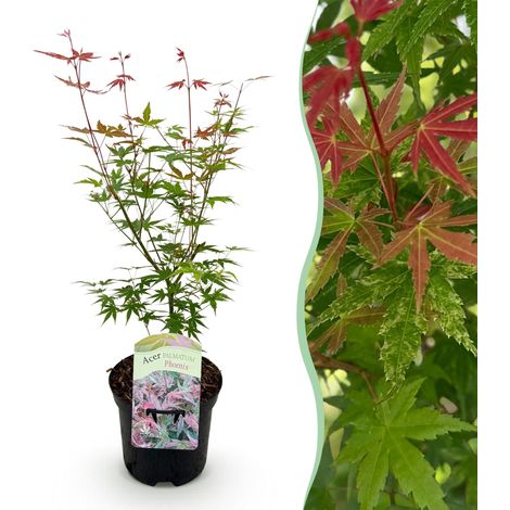 Érable du Japon Acer palmatum Phoenix Plante de Terrasse et Jardin Rose Pot 19cm Hauteur 70cm - PANGIVO (1/5)
