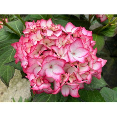 Ortensia "Hydrangea macrophylla Charm" pianta in vaso 12 cm Charm