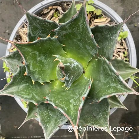 3 Agaves des montagnes (Agave montana)