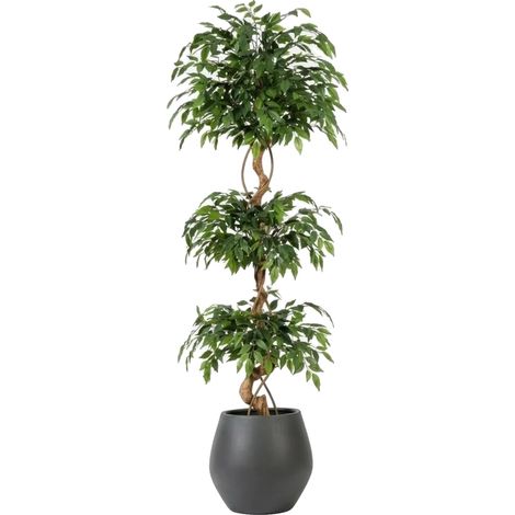 Figuier, Design naturaliste, Entretien facile, 6FT (1/2)