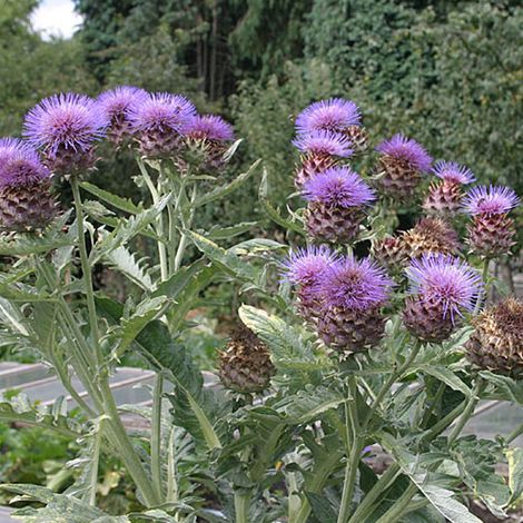 4 x Cardon - Cynara cardunculus  - godet 9x9 cm
