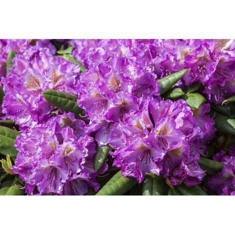 Yaku-Rhododendron 'Bohlken´s Lupinenberg'® Rhododendron yak.'Bohlken's Lupinenbg.'-R- C 3 25- 30 (1/3)
