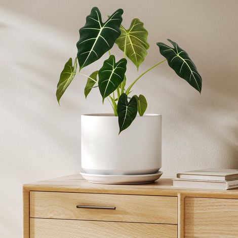 Keramik-Blumentopf 20cm mit Untersetzer, Weiß, mit Drainageloch (1/5)